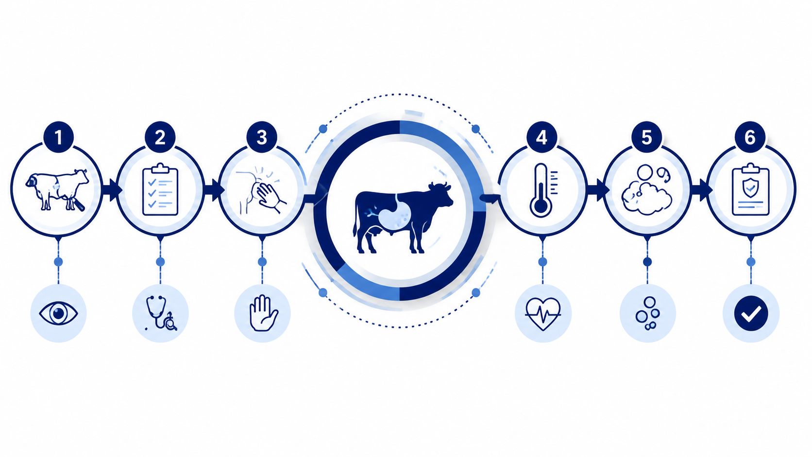 An infographic showing a six-step veterinary clinical examination process for a cow, including visual inspection and diagnostic testing.